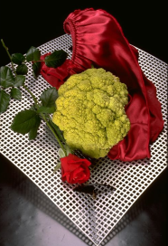 Rose Rose
